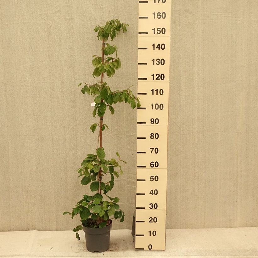 Esimerkki kesällä toimitetusta Japanintaikapähkinä Pendula Pot de 6L/7L-taimesta
