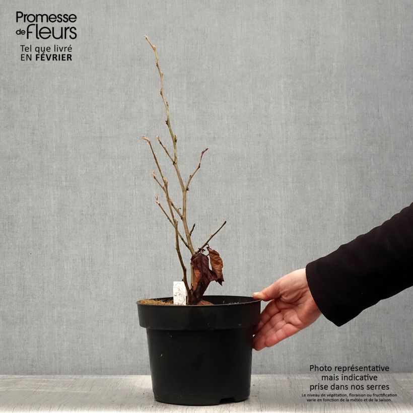 Esimerkki talvella toimitetusta Taikapähkinä Amethyst Pot de 7,5L/10L-taimesta