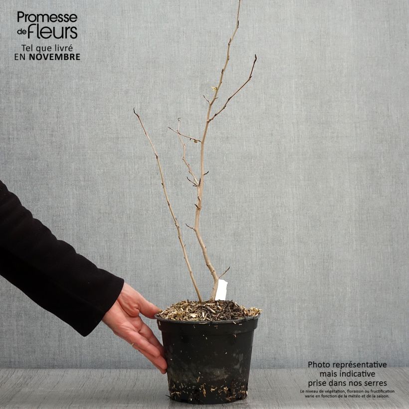 Esimerkki syksyllä toimitetusta Amerikantaikapähkinä - Hamamelis virginiana 3 litran/4 litran ruukku-taimesta