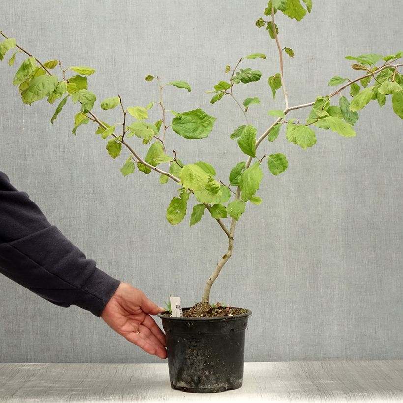 Esimerkki kesällä toimitetusta Amerikantaikapähkinä - Hamamelis virginiana Pot de 3L/4L-taimesta