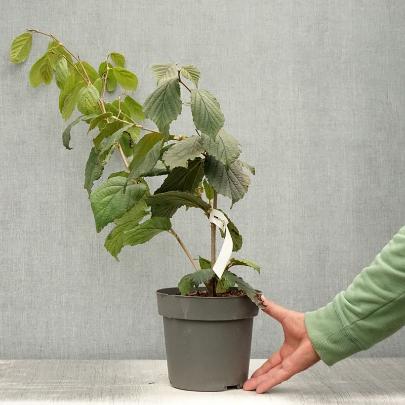 Esimerkki kesällä toimitetusta Puistotaikapähkinä Aphrodite Pot de 3L/4L-taimesta
