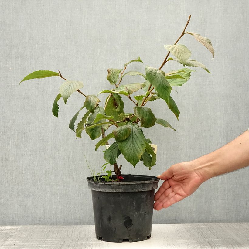 Esimerkki kesällä toimitetusta Puistotaikapähkinä Feuerzauber Pot de 4L/5L-taimesta