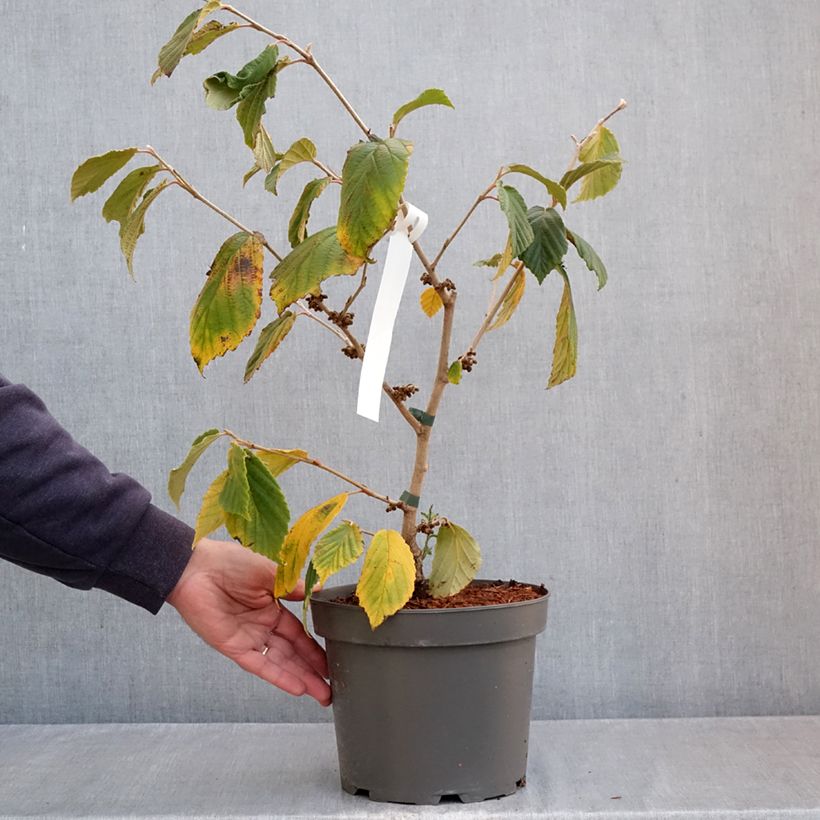Esimerkki syksyllä toimitetusta Puistotaikapähkinä Orange Peel 3 litran/4 litran ruukku-taimesta