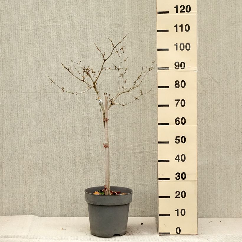 Esimerkki syksyllä toimitetusta Hamamelis (x) intermedia Rubin - Noisetier de sorcière  Pot de 7,5L/10L, Tige, Tige de 60 cm-taimesta