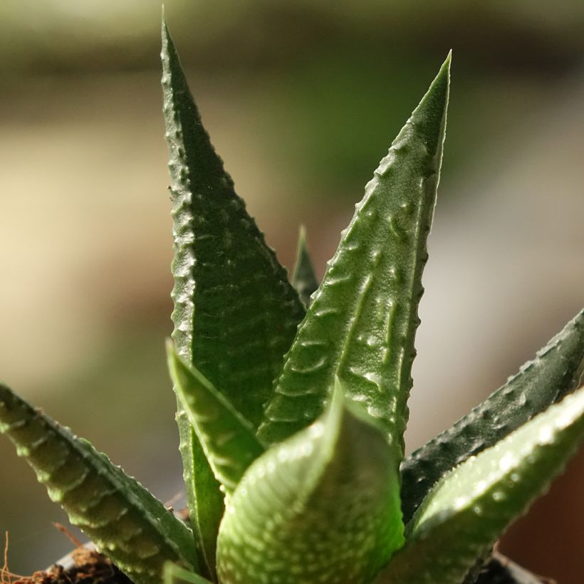 X Gasworthia (Lehvistö)