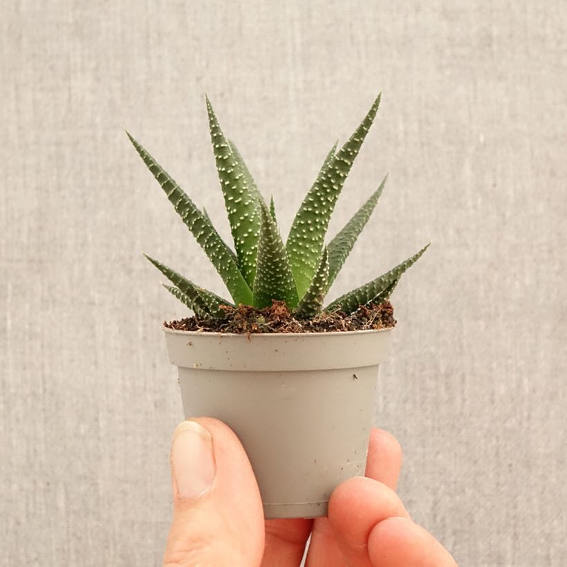 Esimerkki keväällä toimitetusta Haworthia limifolia Minikasvi-taimesta