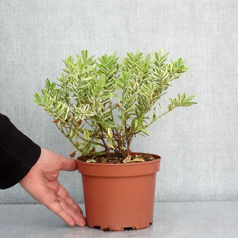 Esimerkki talvella toimitetusta Hebe andersonii Variegata - Véronique arbustive panachée Pot de 2L/3L-taimesta