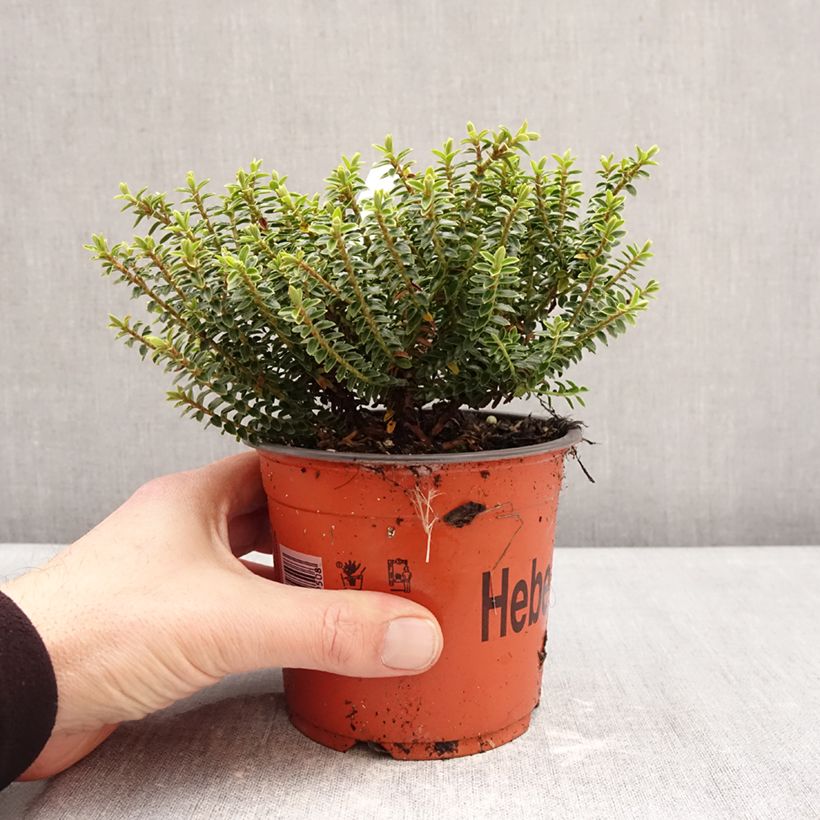 Esimerkki talvella toimitetusta Pensastädyke - Hebe buxifolia 1,5 litran / 2 litran kannu-taimesta