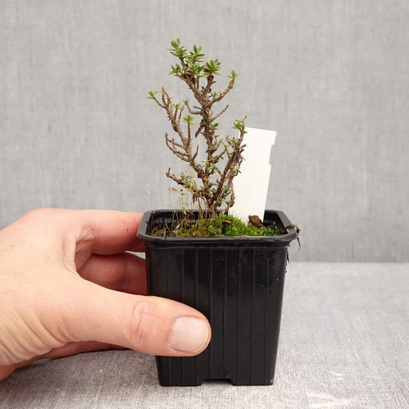 Esimerkki talvella toimitetusta Pensastädyke - Hebe carnulosa 8/9 cm taimiruukku-taimesta