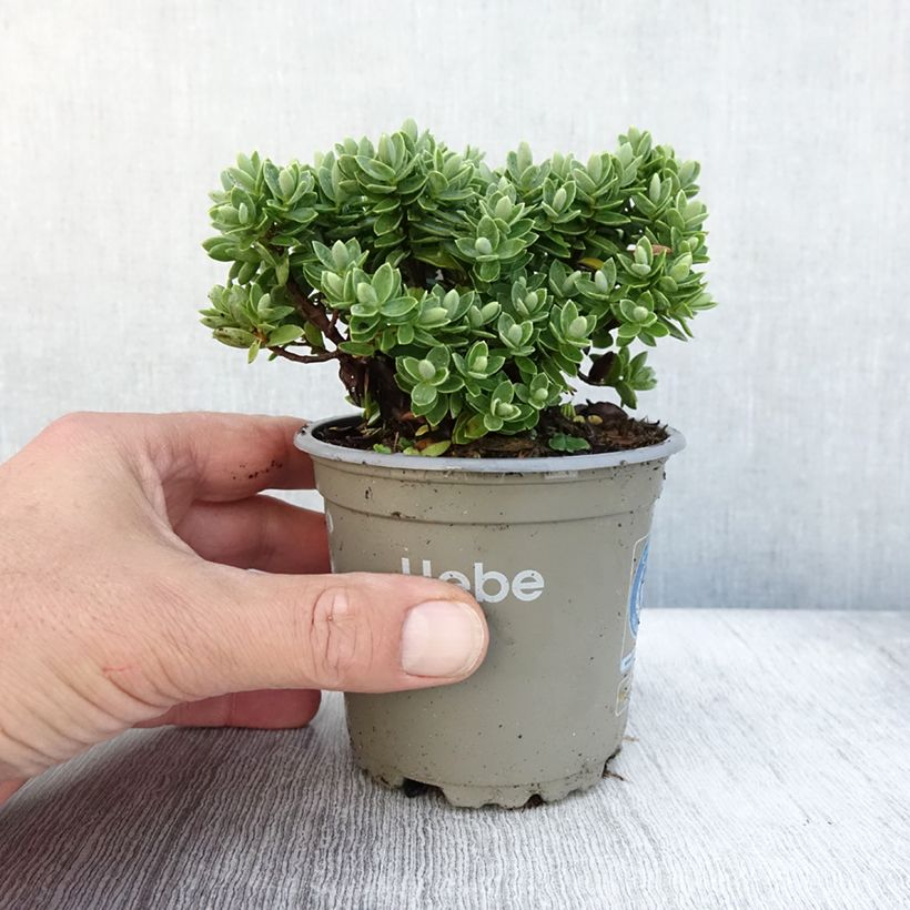 Esimerkki syksyllä toimitetusta Pensastädyke Cobb Valley 10 cm/11 cm ruukku-taimesta