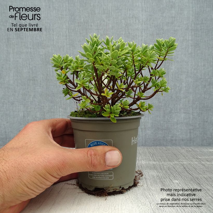 Esimerkki kesällä toimitetusta Pensastädyke Cobb Valley Pot de 10 cm/11cm-taimesta
