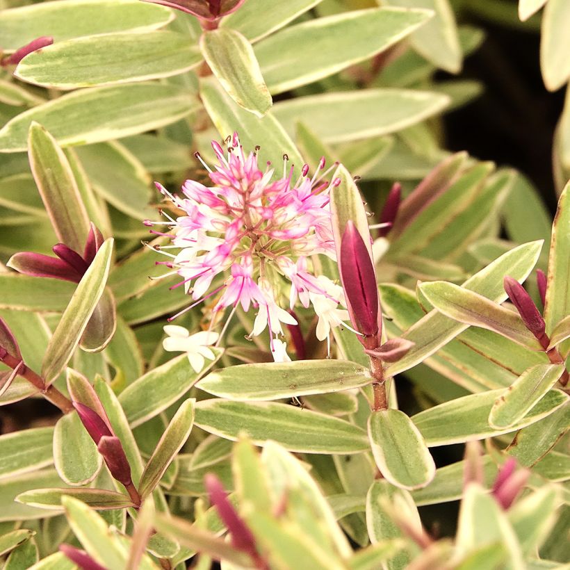 Pensastädyke iBE Colour Dream (Kukinta)
