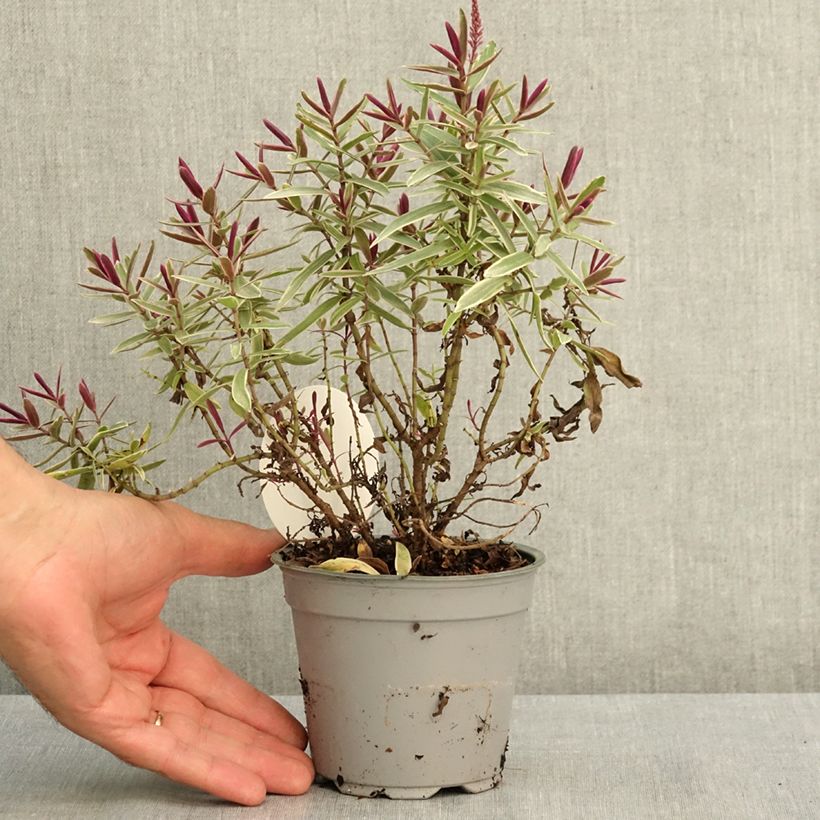 Esimerkki kesällä toimitetusta Pensastädyke iBE Colour Dream 12 cm / 13 cm ruukku-taimesta