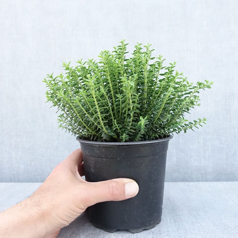 Esimerkki keväällä toimitetusta Pensastädyke - Hebe ochracea Pot de 1,5L/2L-taimesta