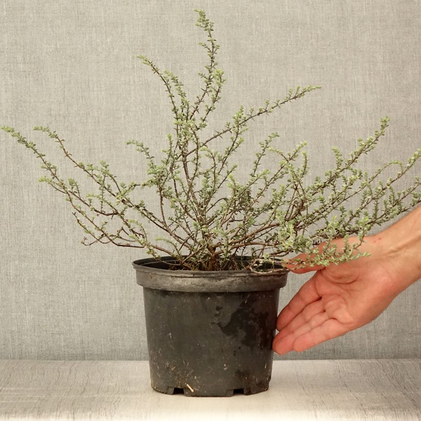 Esimerkki kesällä toimitetusta Pensastädyke Quicksilver Pot de 3L/4L-taimesta