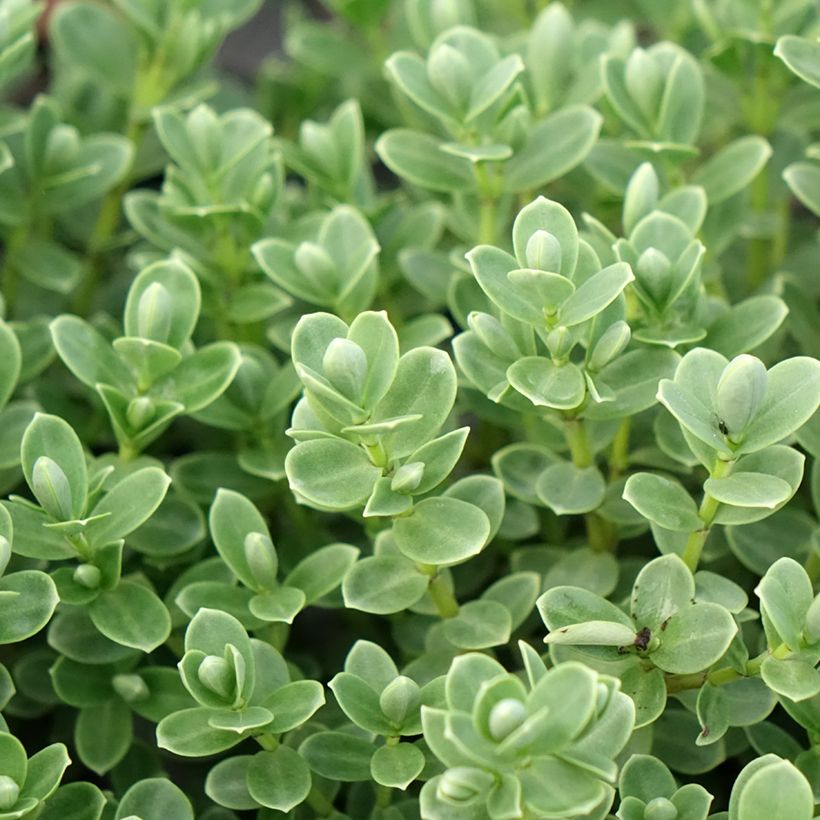 Pensastädyke - Hebe topiaria (Lehvistö)