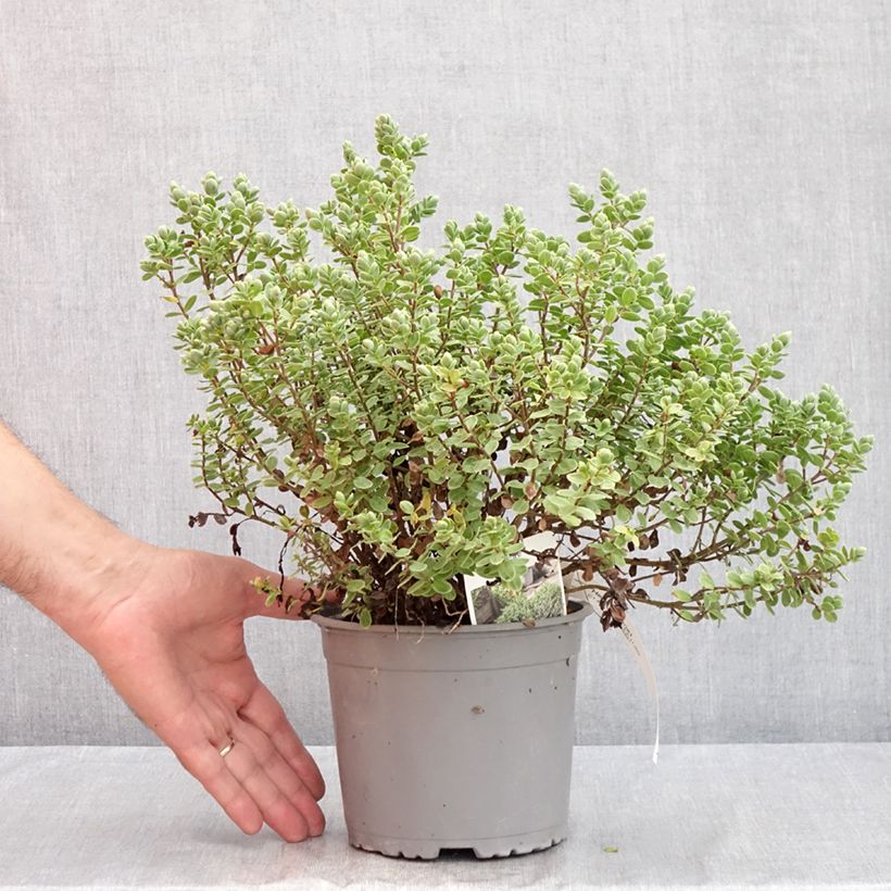 Esimerkki kesällä toimitetusta Pensastädyke - Hebe topiaria 1,5 litran / 2 litran kannu-taimesta