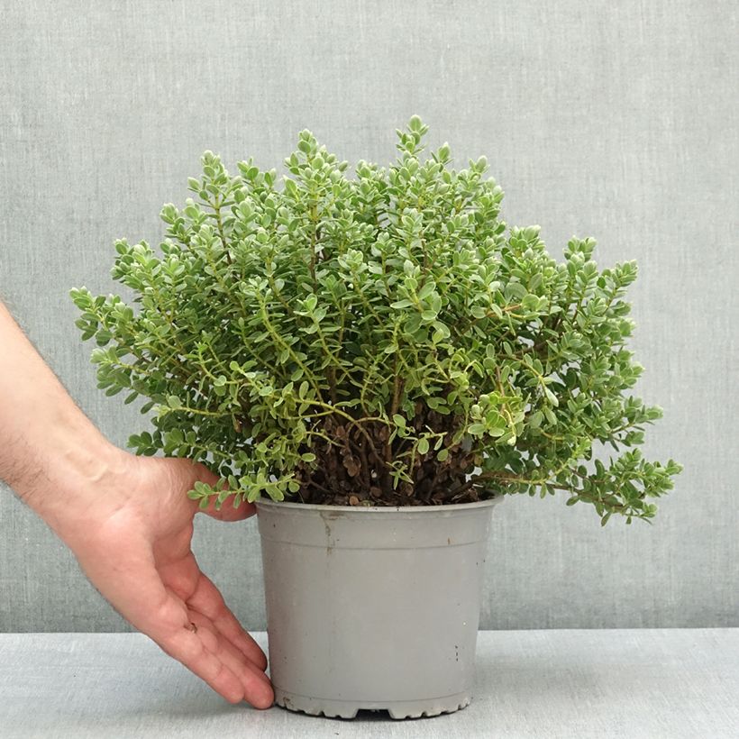 Esimerkki keväällä toimitetusta Pensastädyke - Hebe topiaria 1,5 litran / 2 litran kannu-taimesta