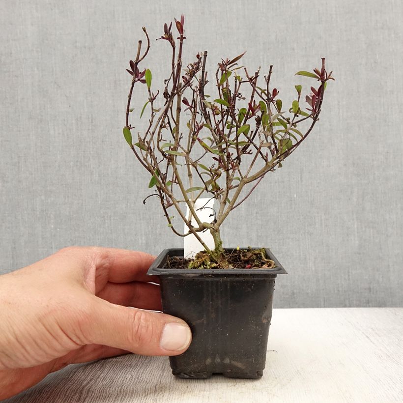 Esimerkki keväällä toimitetusta Pensastädyke Turkish Delight Godet de 8/9 cm-taimesta