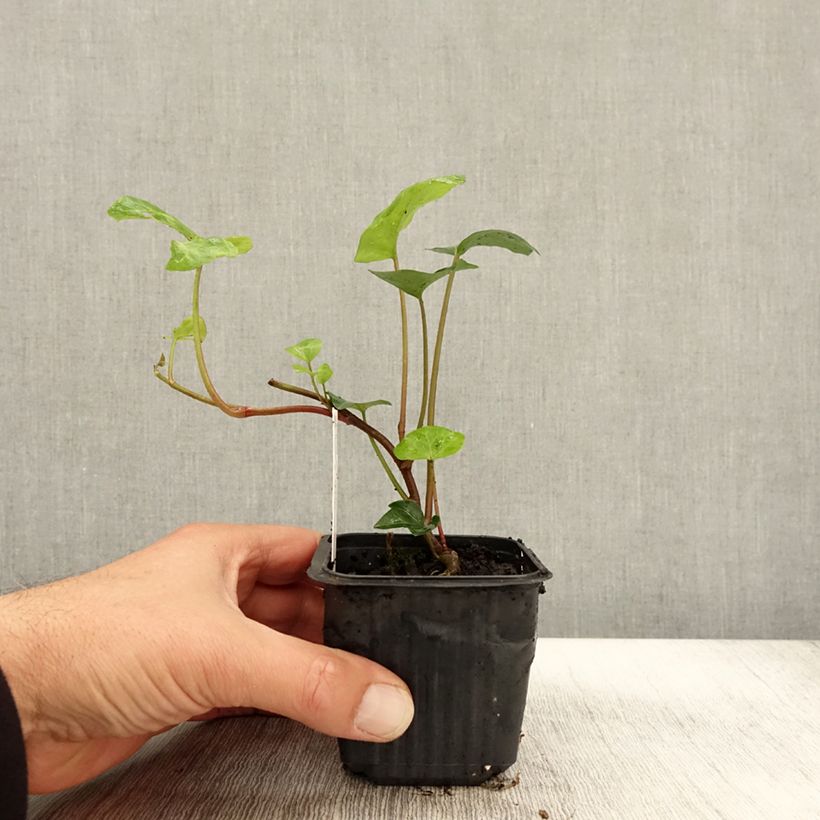 Esimerkki syksyllä toimitetusta Hedera algeriensis - Lierre d'Algérie Godet de 8/9 cm-taimesta