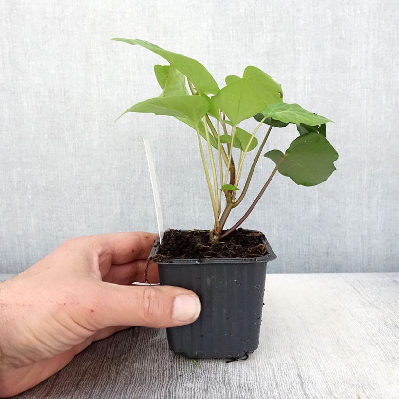 Esimerkki keväällä toimitetusta Algerianmuratti - Hedera algeriensis Godet de 8/9 cm-taimesta