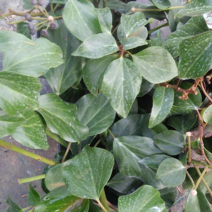 Kaukasianmuratti Arborescens (Lehvistö)
