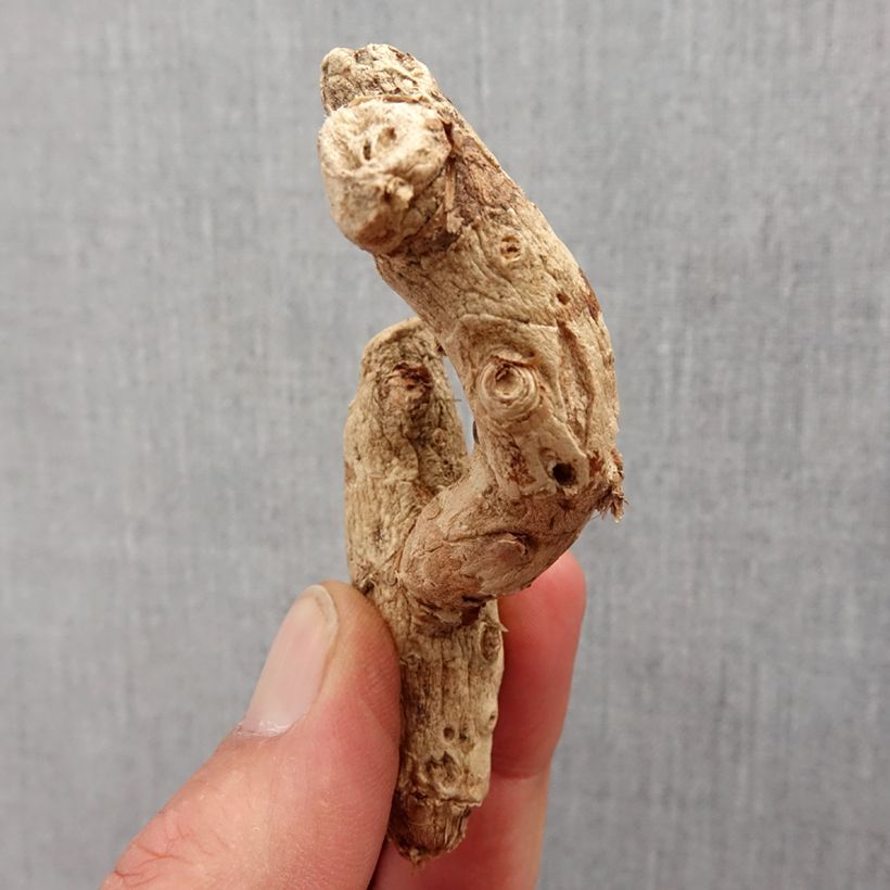 Esimerkki keväällä toimitetusta Tuoksuinkivääri - Hedychium densiflorum Bulbe size I-taimesta