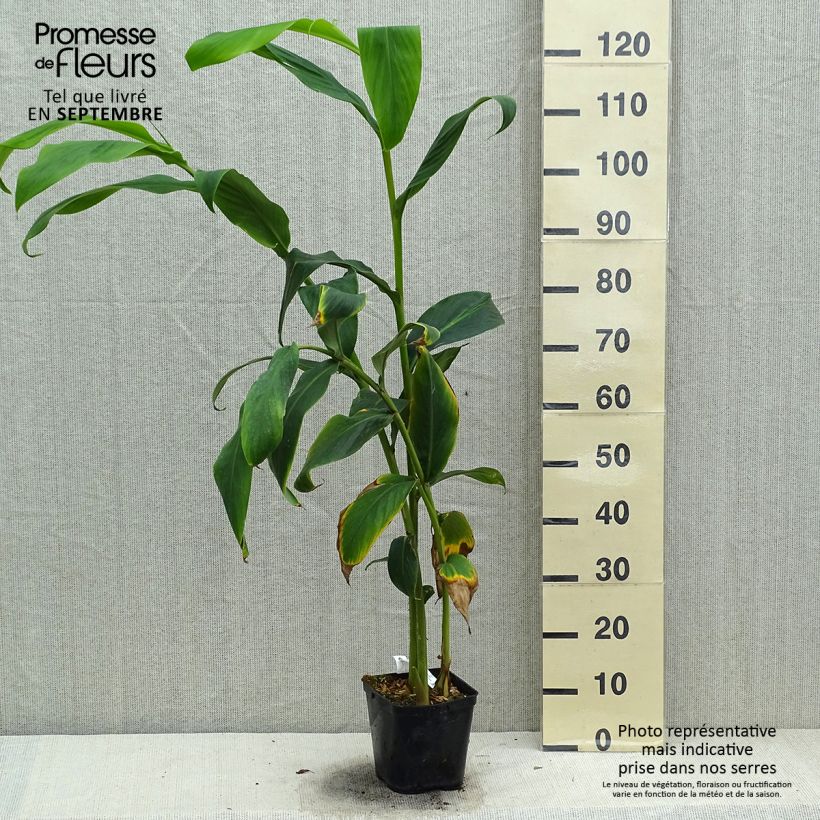 Esimerkki syksyllä toimitetusta Tuoksuinkivääri - Hedychium forrestii 3 litran/4 litran ruukku-taimesta