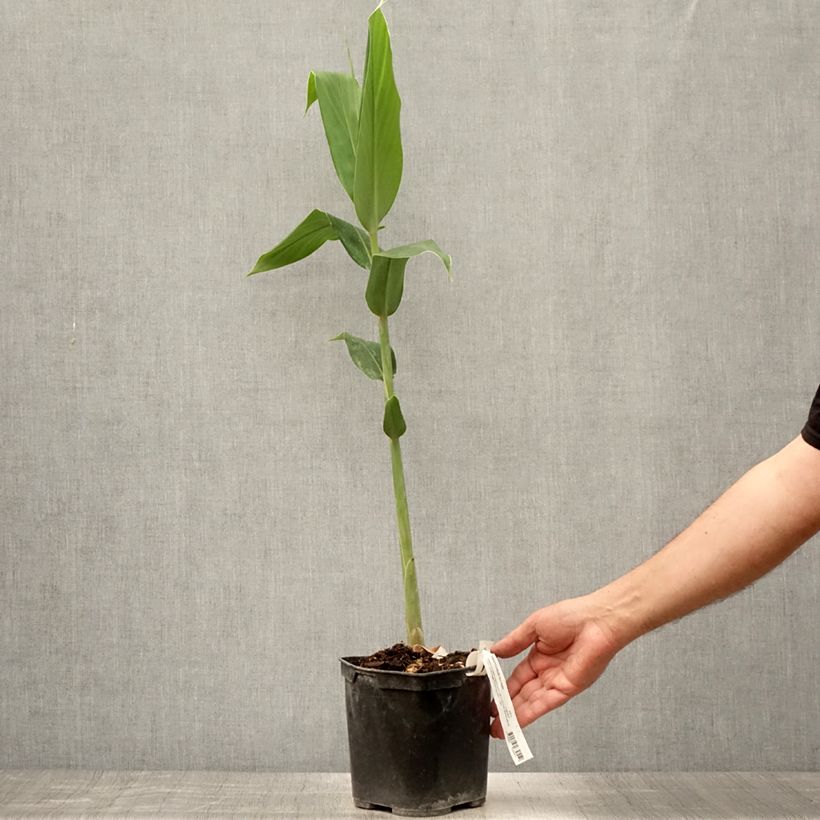 Esimerkki kesällä toimitetusta Tuoksuinkivääri - Hedychium forrestii Pot de 3L/4L-taimesta