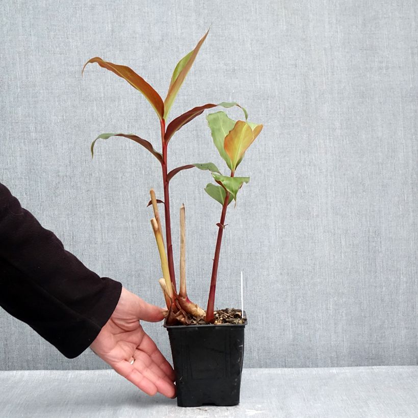 Esimerkki syksyllä toimitetusta Tuoksuinkivääri - Hedychium greenii 1 litran / 1,5 litran ruukku-taimesta