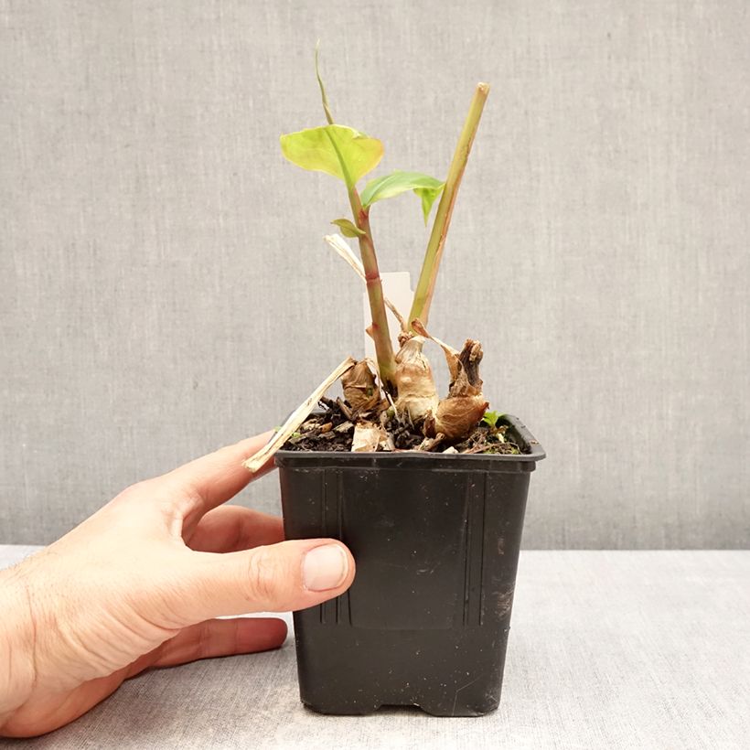 Esimerkki keväällä toimitetusta Tuoksuinkivääri - Hedychium greenii Pot de 1L/1,5L-taimesta