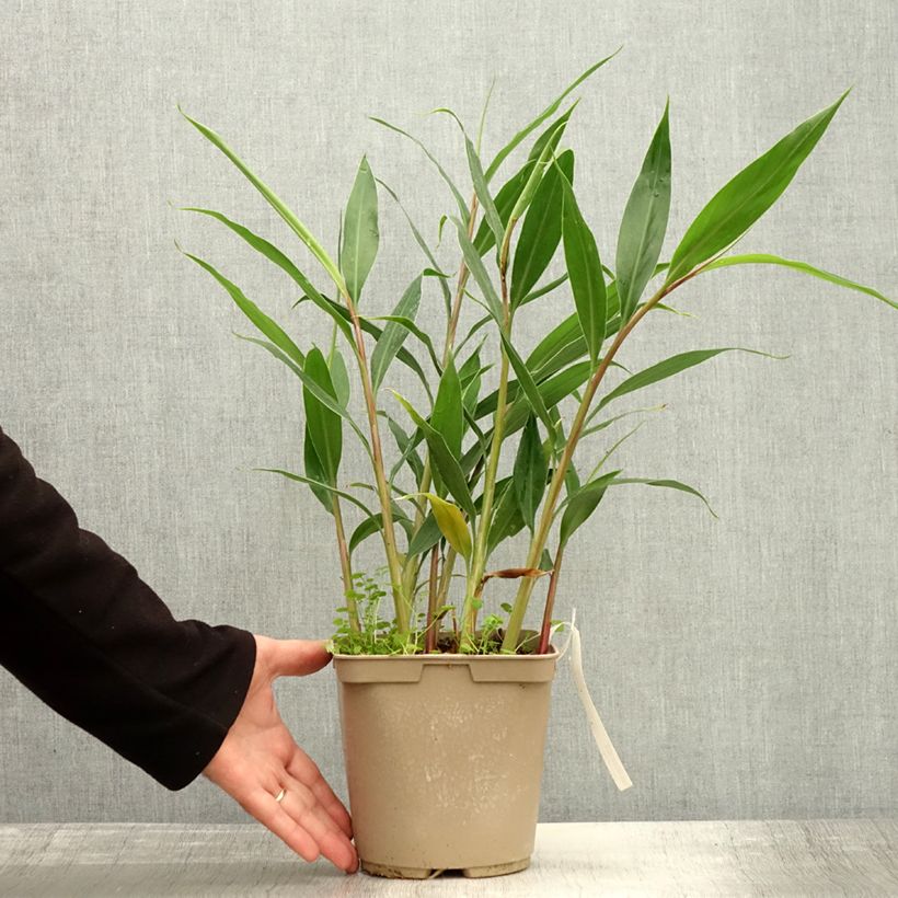 Esimerkki syksyllä toimitetusta Tuoksuinkivääri - Hedychium villosum var. tenuiflorum 3 litran/4 litran ruukku-taimesta