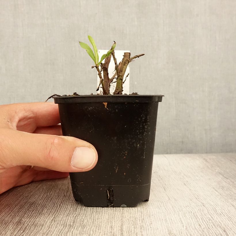 Esimerkki kesällä toimitetusta Syyshohdekukka Helena Red Shades Godet de 8/9 cm-taimesta