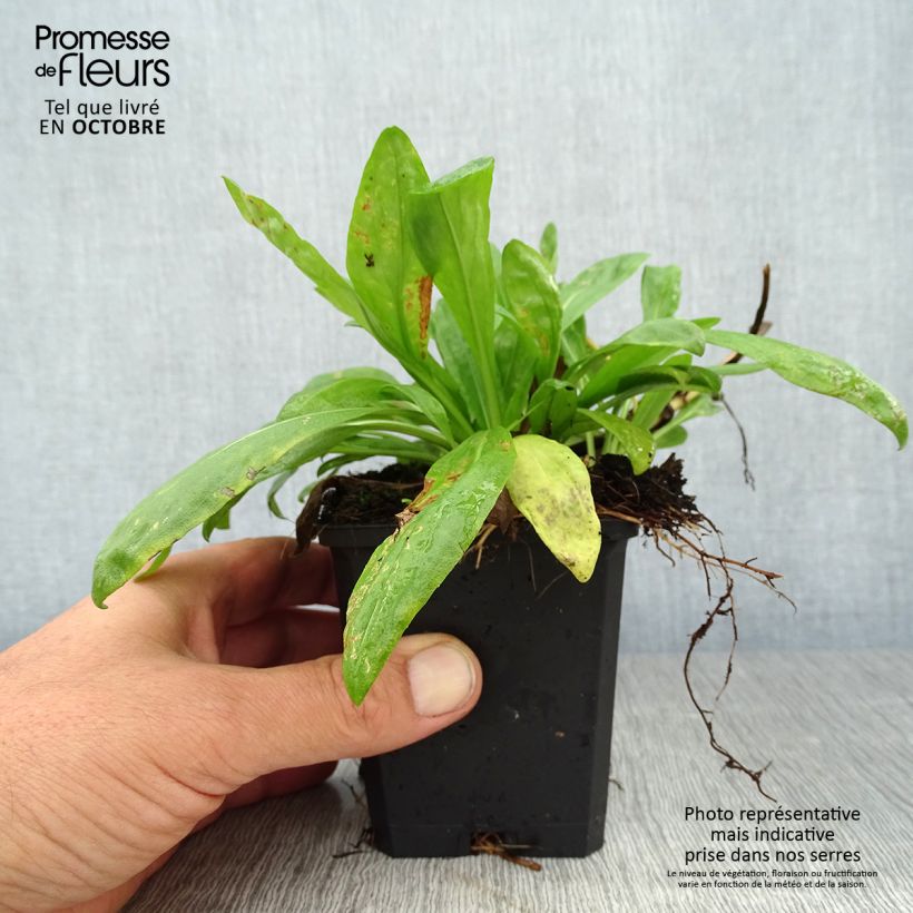 Esimerkki syksyllä toimitetusta Syyshohdekukka Pumilum Magnificum 8/9 cm taimiruukku-taimesta