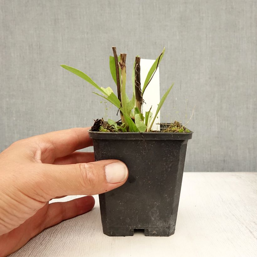 Esimerkki kesällä toimitetusta Syyshohdekukka Moerheim Beauty Taimiruukku 8/9 cm-taimesta