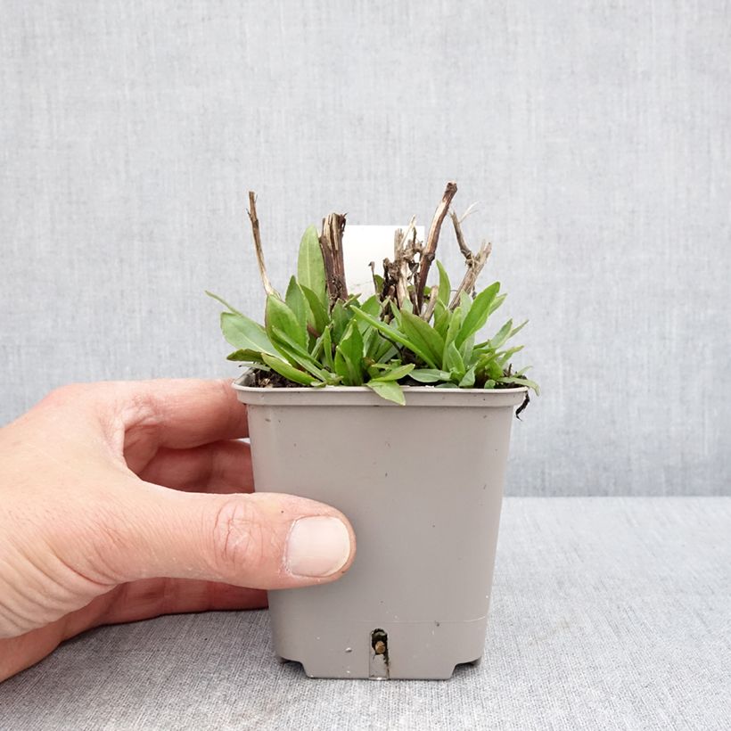 Esimerkki keväällä toimitetusta Syyshohdekukka Okra Sundae Godet de 8/9 cm-taimesta