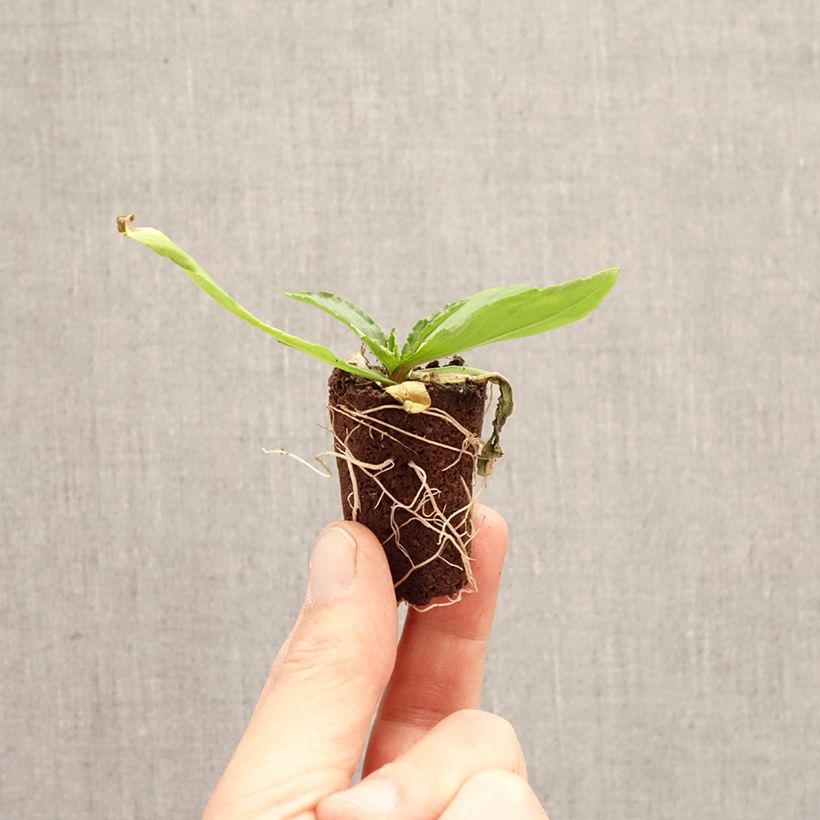 Esimerkki keväällä toimitetusta Syyshohdekukka Okra Sundae Mini-motte Ø 3/4 cm-taimesta