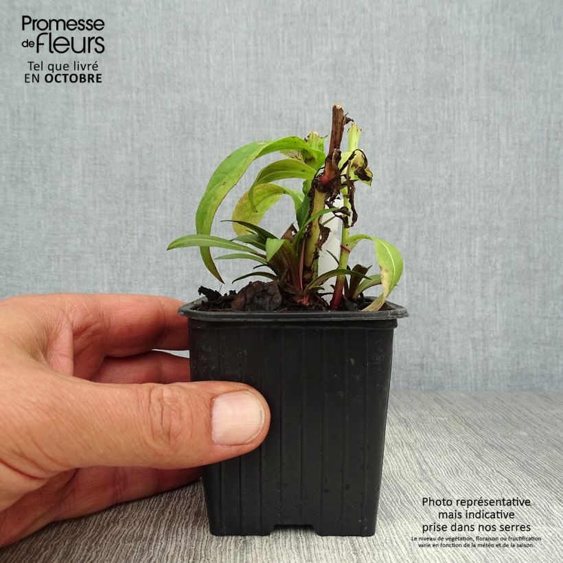 Esimerkki syksyllä toimitetusta Syyshohdekukka Poncho 8/9 cm taimiruukku-taimesta