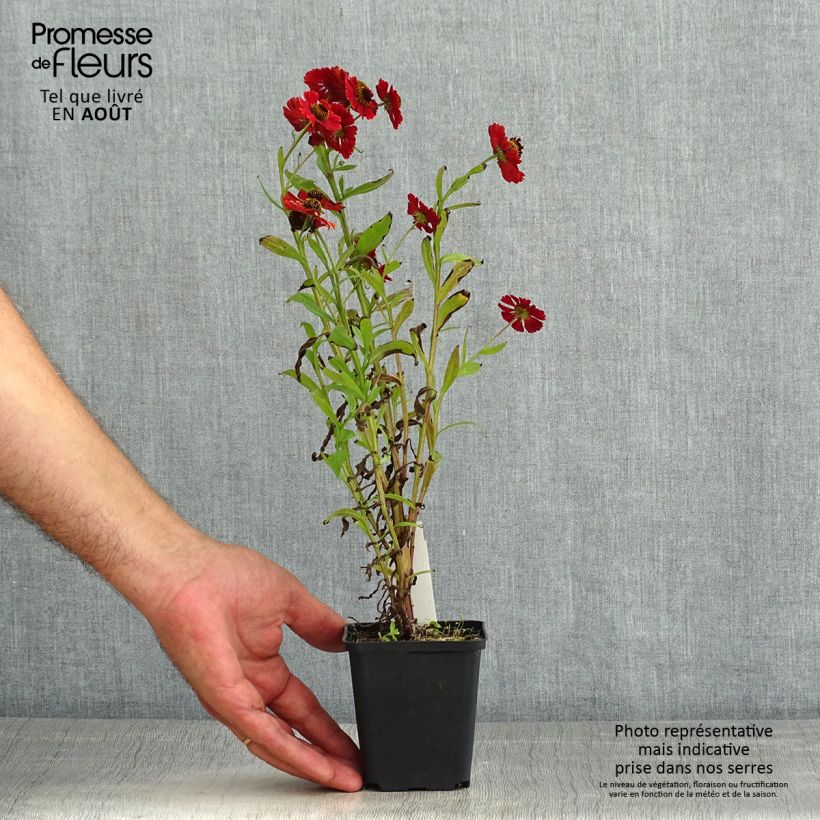 Esimerkki kesällä toimitetusta Syyshohdekukka Red Jewel Taimiruukku 8/9 cm-taimesta