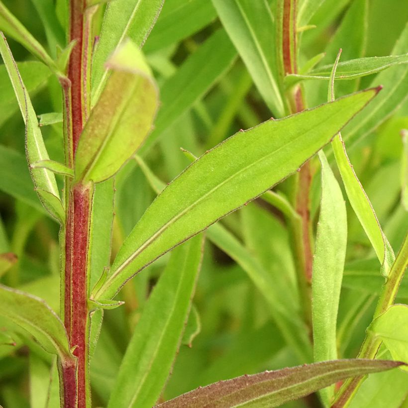 Syyshohdekukka Red Jewel (Lehvistö)