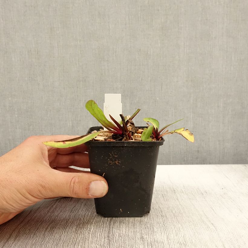 Esimerkki syksyllä toimitetusta Syyshohdekukka Sahin's Early Flowerer 8/9 cm taimiruukku-taimesta