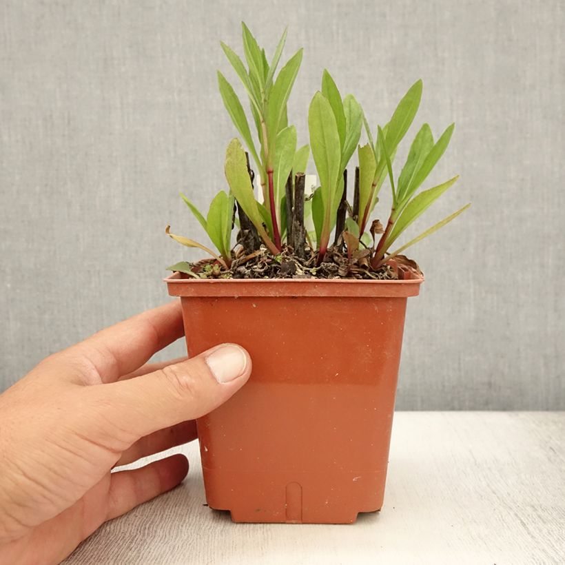 Esimerkki kesällä toimitetusta Syyshohdekukka Sahin's Early Flowerer Pot de 1,5L/2L-taimesta