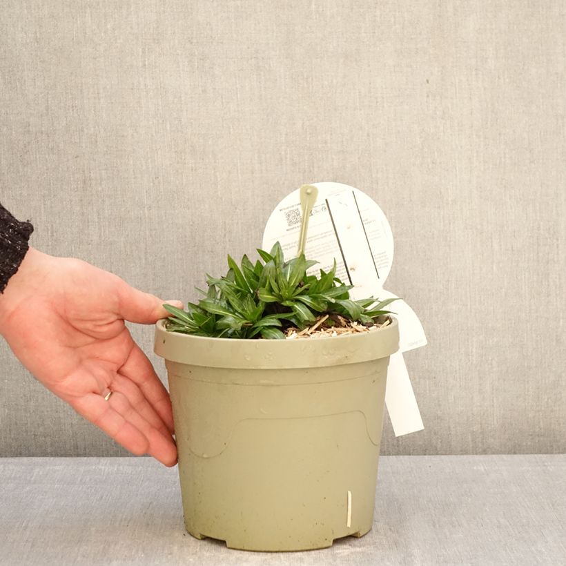 Esimerkki talvella toimitetusta Syyshohdekukka Short' n'Sassy Pot de 3L/4L-taimesta