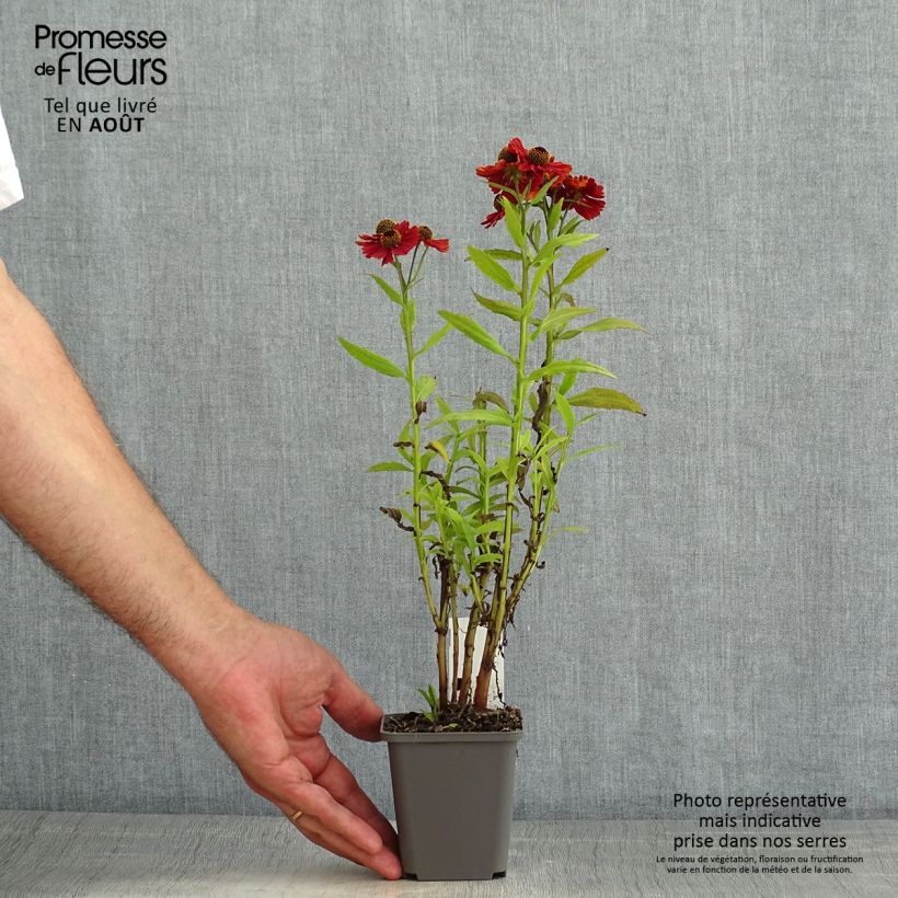 Esimerkki kesällä toimitetusta Syyshohdekukka Strawberry Sundae Godet de 8/9 cm-taimesta