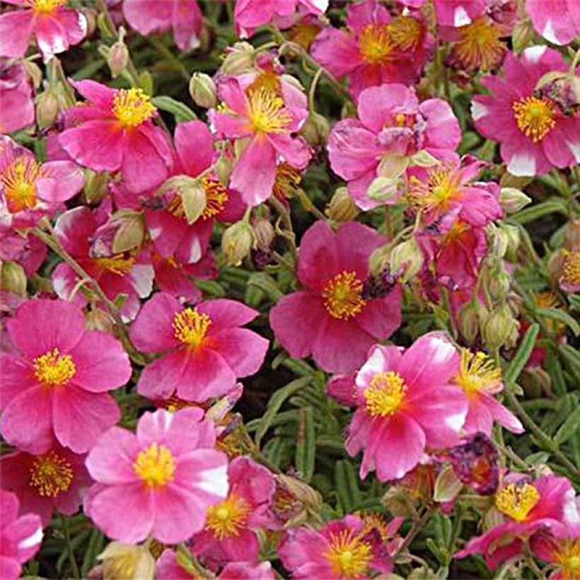 Päivännouto Raspberry Ripple (Kukinta)