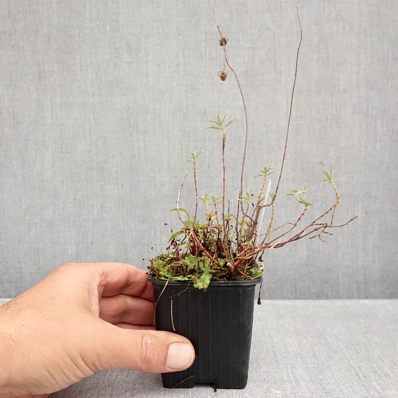Esimerkki syksyllä toimitetusta Valkopäivännouto - Helianthemum apenninum 8/9 cm taimiruukku-taimesta