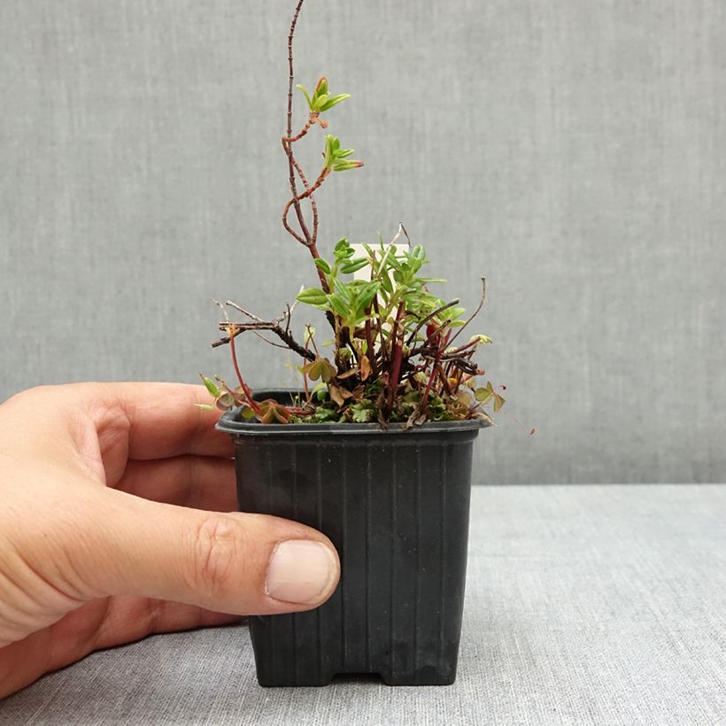 Esimerkki kesällä toimitetusta Päivännouto Ben Alder 8/9 cm taimiruukku-taimesta