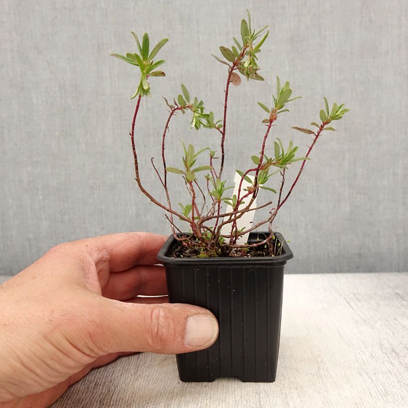 Esimerkki keväällä toimitetusta Päivännouto Ben Alder Godet de 8/9 cm-taimesta