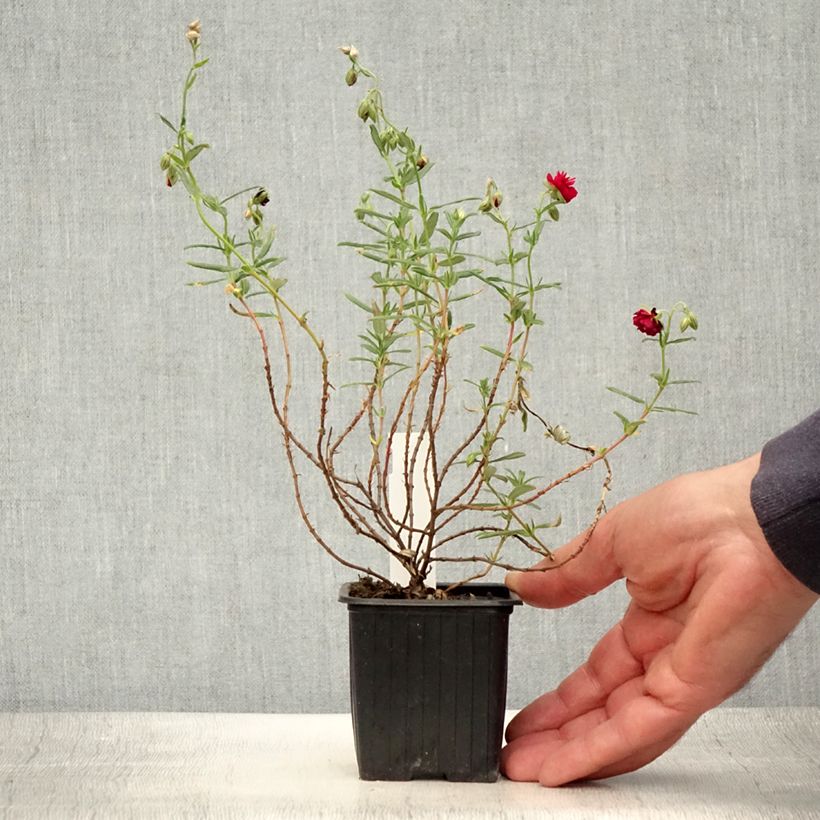 Esimerkki kesällä toimitetusta Päivännouto Cerise Queen Godet de 8/9 cm-taimesta