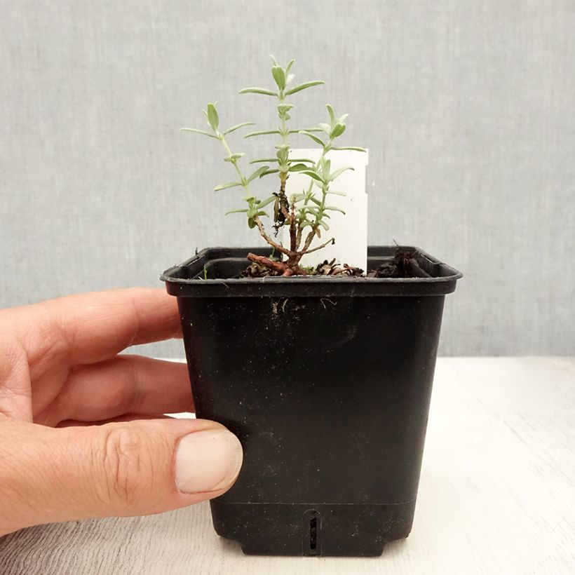 Esimerkki kesällä toimitetusta Päivännouto Fire Dragon Godet de 8/9 cm-taimesta